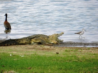 An crocodile warming up in the sunlight on the river banks