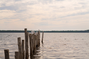 Seagulls at lake Urbino on Corsica