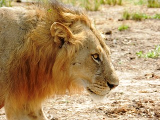 Closeup of a beautiful adult lion in the African savannah
