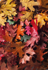 autumn leaves background