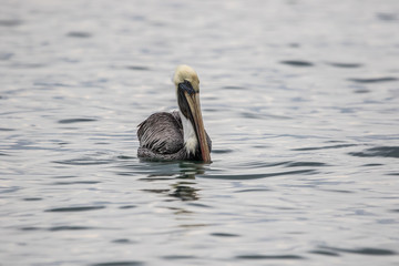  Brown Pelican (Alcatraz, Buchón)