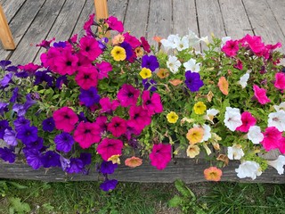 colorful flowers beautiful blossoms spring