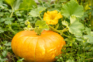 Pumpkin grows in a farm garden. Vegetable with flowers on a bush. The symbol of Halloween. Autumn harvest