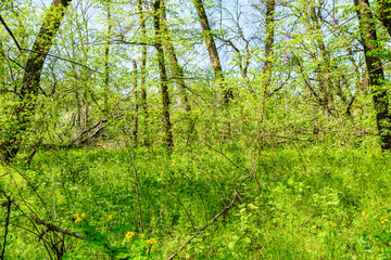 Obraz premium View on green forest at summer