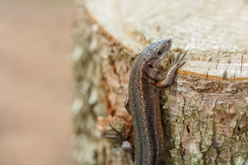 Little dinosaur. Baby boy plays with a lizard. Environmental study. Love of nature.