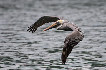  Brown Pelican (Alcatraz, Buchón)