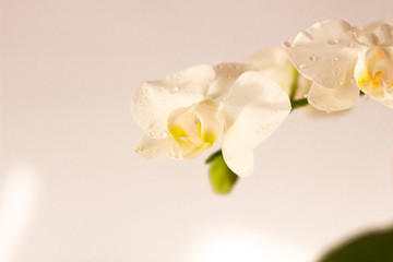 Fototapeta na wymiar Floral tropical design orchid element for cosmetics, perfumes, cosmetics.