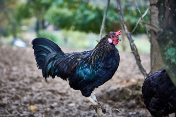 rooster black and green cock