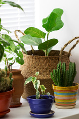 Various indoor plants in pots and a bamboo basket on the windowsill.