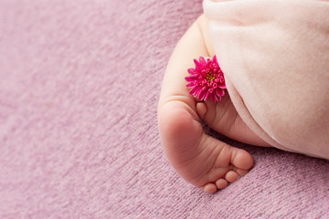  feet of the newborn baby with flower, fingers on the foot, maternal care, love and family hugs, tenderness