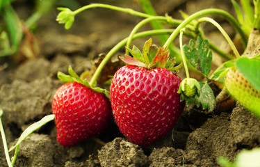 Bright and juicy home-made strawberries close-up in the garden .