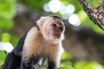 Capuchin monkey (Cebus) Costa Rica
