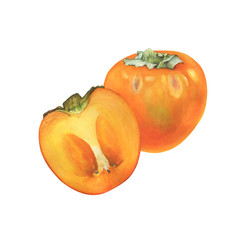 Ripe whole and halved cut of orange color persimmon fruit (also called as diospyros, kaki, sharon or gold apple). Hand drawn botanical watercolor painting illustration isolated on white background.