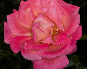 pink rose flower photography