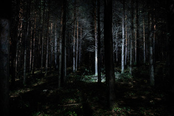 Magical lights sparkling in mysterious pine forest at night.