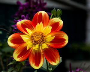 Field red flower with a yellow tint