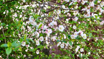 Flower in Park