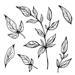 Branches with leaves. Hand drawn vector illustration. Monochrome black and white ink sketch. Line art. Isolated on white background. Coloring page.