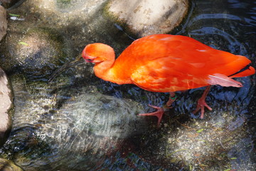 Eudocimus ruber bird native to South America; It is the national bird of Trinidad and Tobago and...