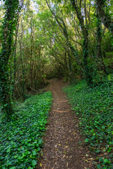 Fototapeta na wymiar Forest in Terceira Azores Island Portugal