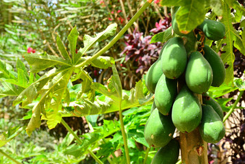 A closeup of a green pawpaw tree and its pawpaw fruits, detail, 