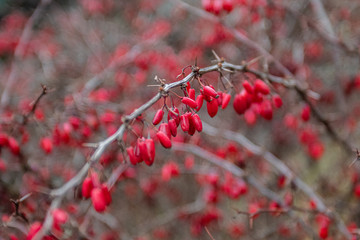 Branches of barberry with ripe berries on branches in the winter