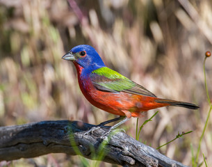 Painted Bunting male in the Wichita Mountains