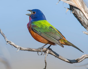 Painted Bunting male in the Wichita Mountains