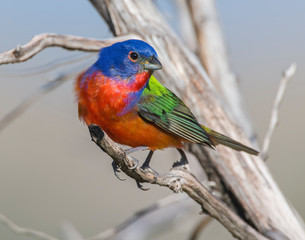 Painted Bunting male in the Wichita Mountains