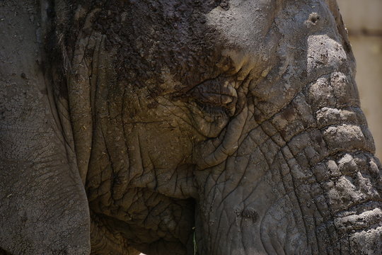 African elephant in sub-Saharan region