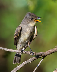 Immature Great Crested Flycatcher