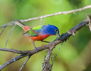 Male Painted Bunting