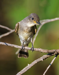 Immature Great Crested Flycatcher
