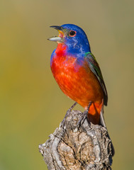 Male Painted Bunting