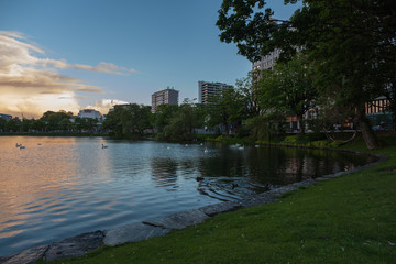 Swans in Stavanger Sentrum Byparken on lake Breiavatnet. Stavanger, Norway, july 2019