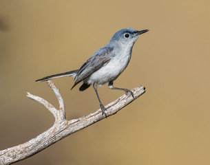 Blue-gray Gnatcatcher