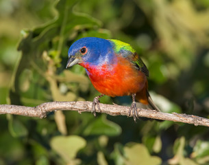 Male Painted Bunting