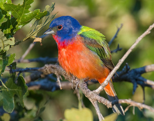 Male Painted Bunting