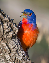 Male Painted Bunting