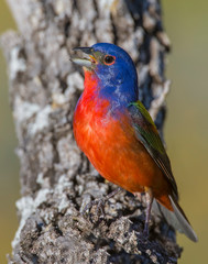 Male Painted Bunting