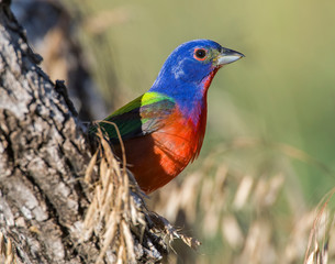 Male Painted Bunting