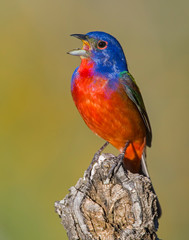 Male Painted Bunting