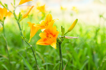 yellow flowers in garden