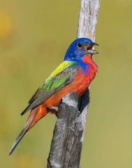 Male Painted Bunting