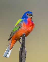 Male Painted Bunting