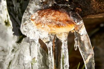 icicles frozen closeup mushroom frost