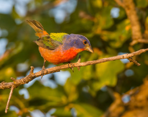 Male Painted Bunting