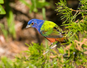 Male Painted Bunting