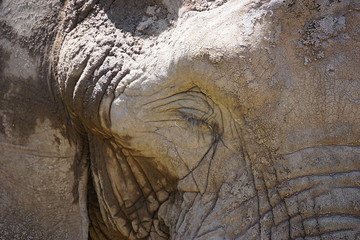 Obraz premium African elephant in sub-Saharan region