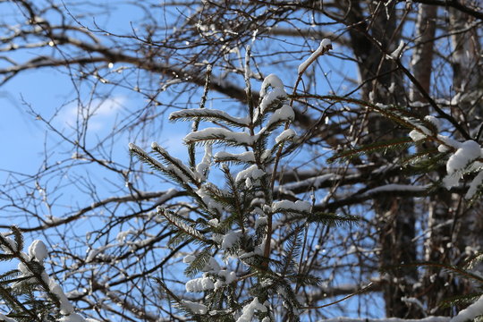 Winter